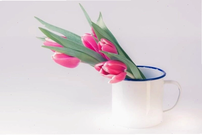 Hình nền điện thoại với avatar hoa tulip nhẹ nhàng