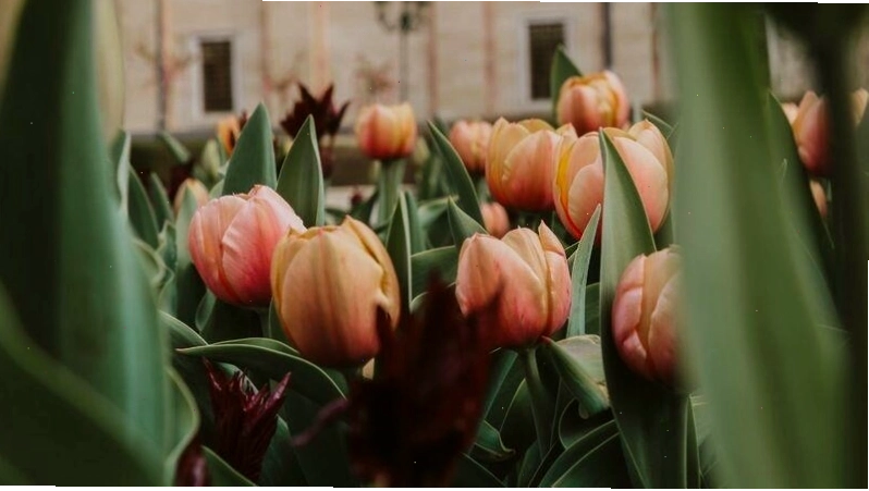 Hình nền hoa tulip trắng đẹp và trang nhã cho điện thoại