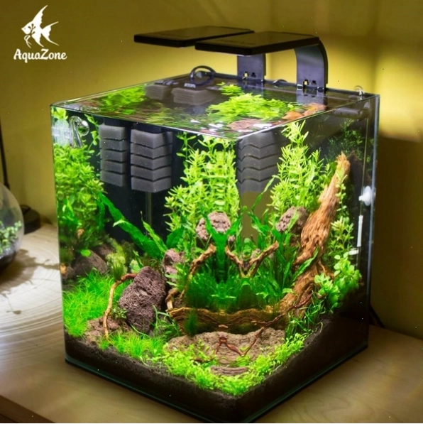 Hồ thủy sinh hoàn chỉnh với cây xanh tươi tốt và cá bơi lội