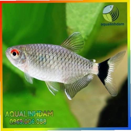 Hồ thủy sinh với cá ngân bình đang bơi lội