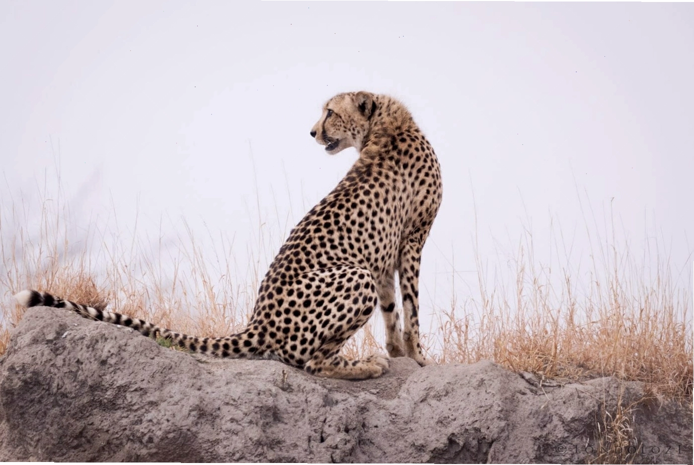 Hoa văn đốm đặc trưng trên bộ lông của báo đốm (Leopard)