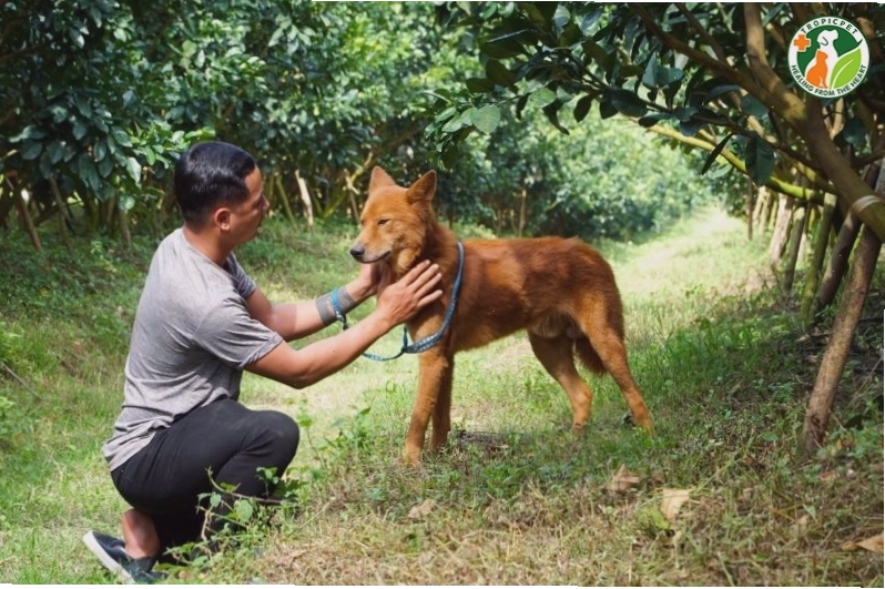Hoạt động vui chơi ngoài trời của chó Lài Sông Mã