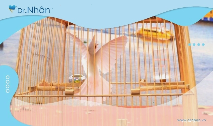 Hội thi chim chào mào đột biến thu hút đông đảo người tham dự