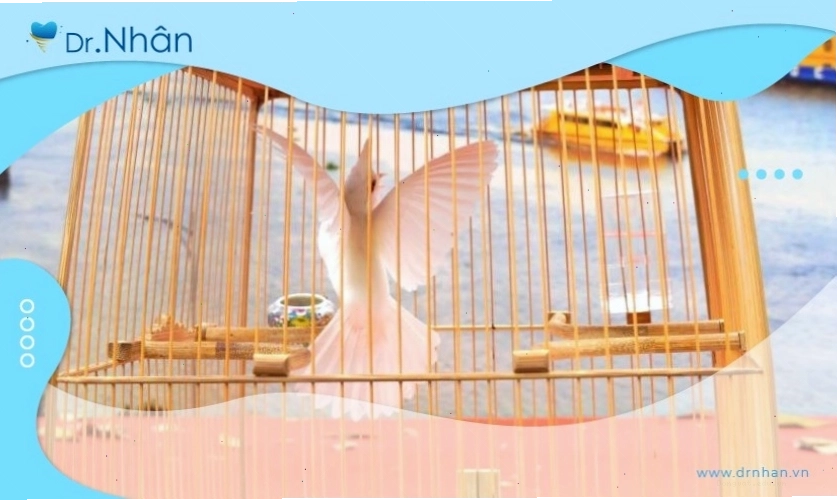 Hội thi chim chào mào đột biến thu hút đông đảo người tham gia