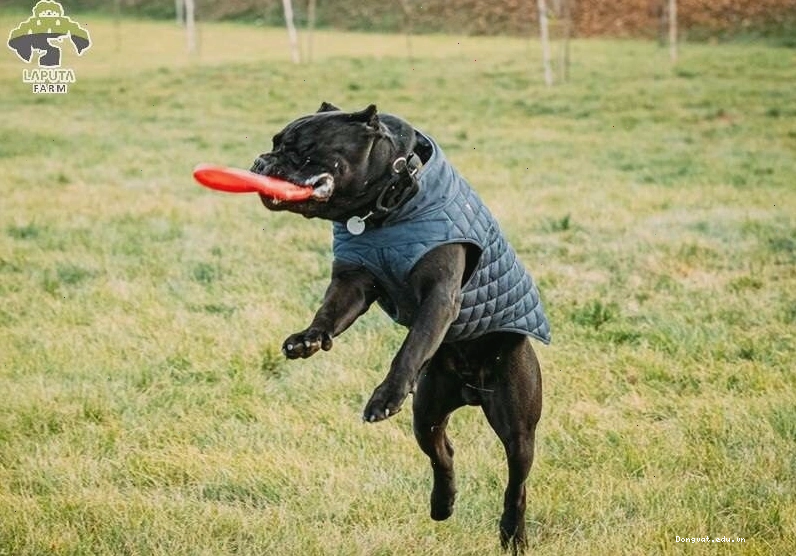 Huấn luyện chó Ngao Ý Cane Corso