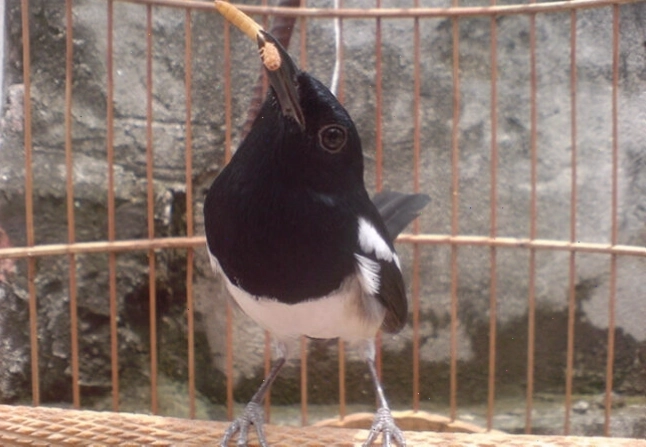 Huấn luyện giọng hót cho chim