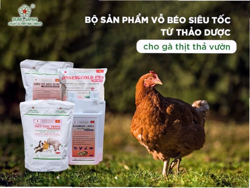 Hướng dẫn cách vỗ béo cho gà thả vườn thu về lợi nhuận khủng