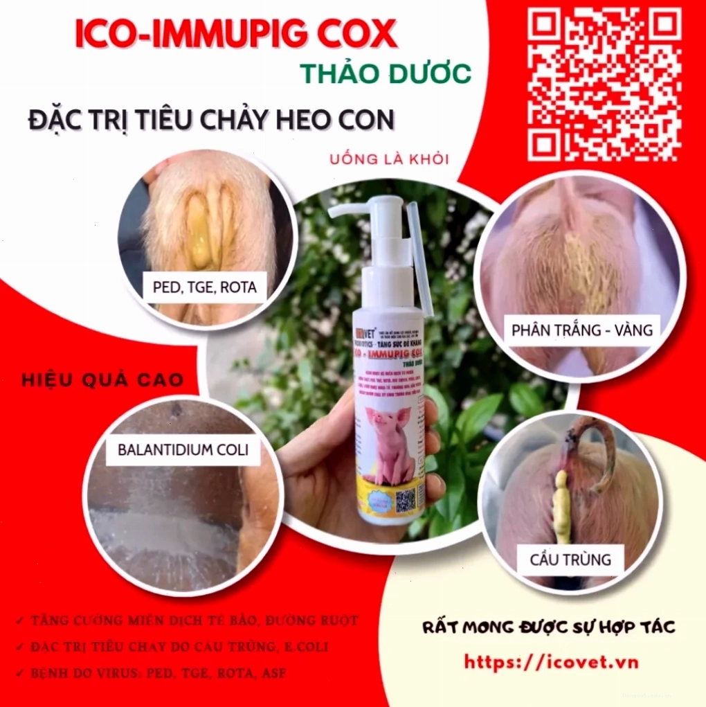 ICO-IMMUPIG COX thảo dược thuốc đặc trị tiêu chảy lợn con