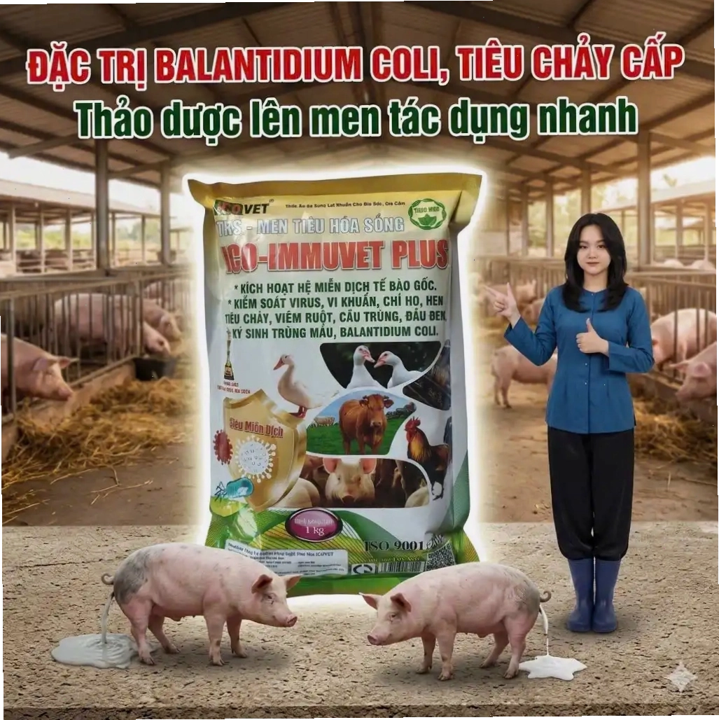 ICO-IMMUVET PLUS - Đặc trị Balantidium coli - tiêu chảy cấp ở heo