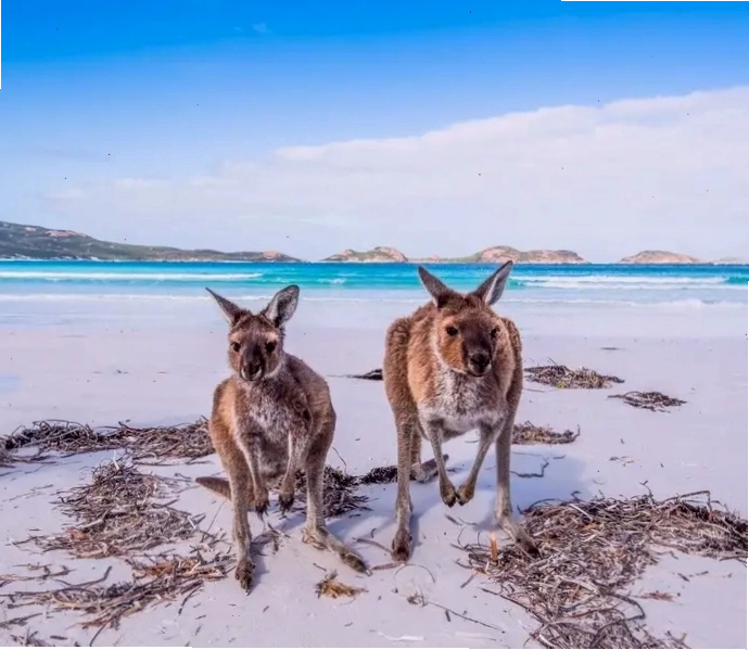 Kangaroo đỏ với thân hình vạm vỡ