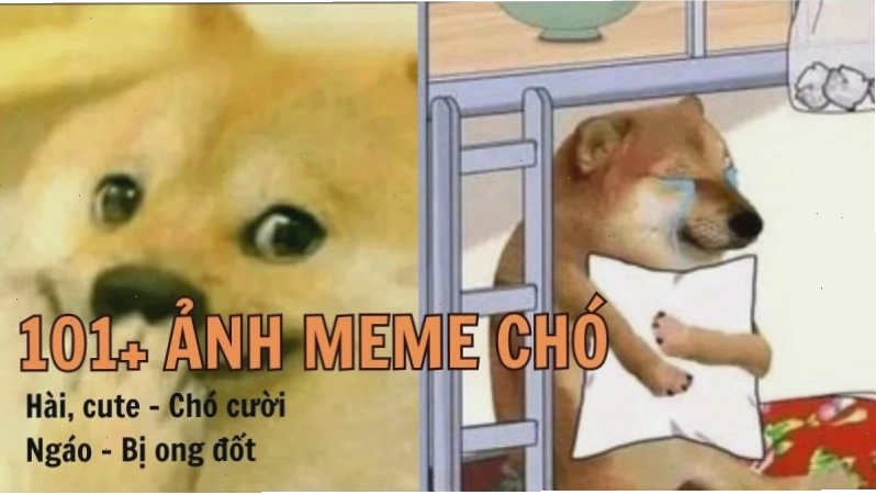 Khám phá 101 ảnh meme chó cute hài hước cười đứt ruột