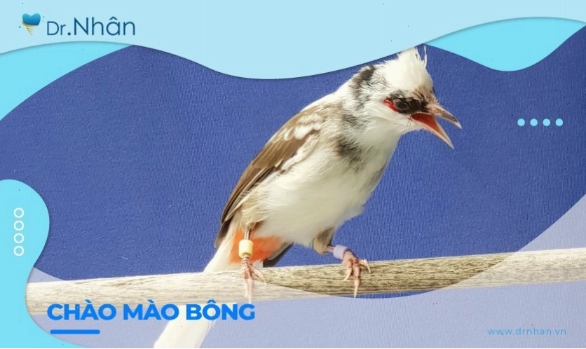 Khám phá vẻ đẹp độc đáo của chào mào bông