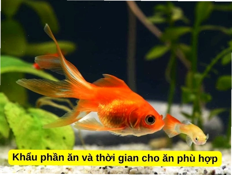 Khẩu phần ăn và thời gian cho ăn phù hợp cho cá ba đuôi