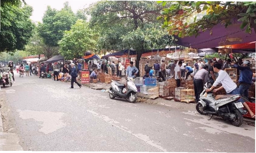 Không khí nhộn nhịp tại chợ chim Yên Phúc, nơi có nhiều chim chào mào bổi
