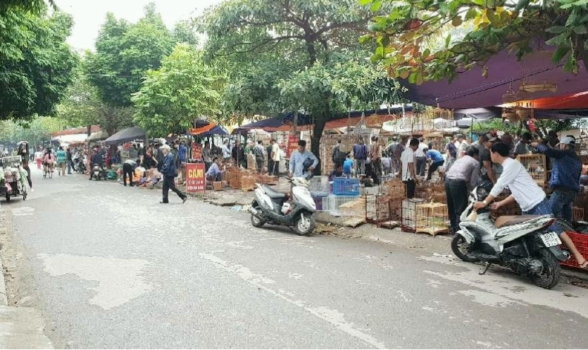 Khung cảnh tấp nập tại chợ chim yên phúc