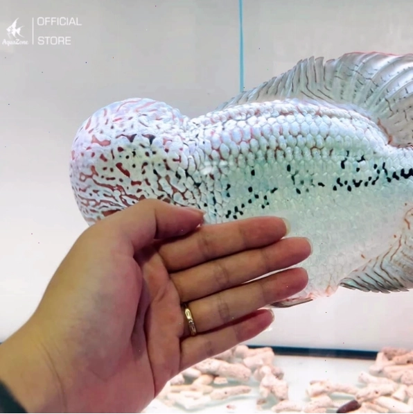 Kích thước bể nuôi cá La Hán trưởng thành