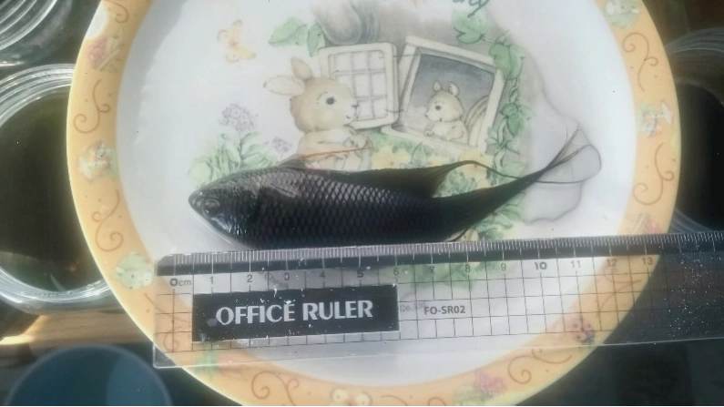 Kích thước của cá cờ