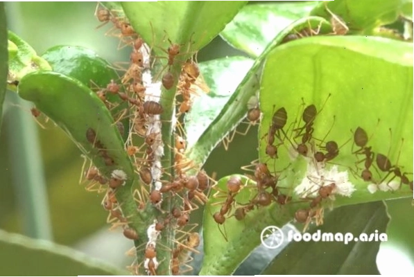 Kiến vàng đang xây tổ