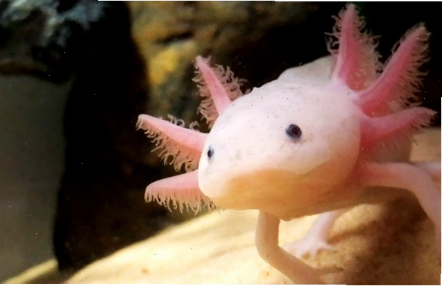 Kỳ giông Mexico (Axolotl) với vẻ ngoài độc đáo và khả năng tái tạo