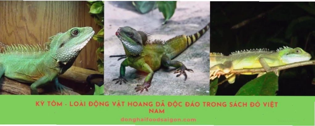 Kỳ tôm, loài bò sát độc đáo trong Sách Đỏ Việt Nam