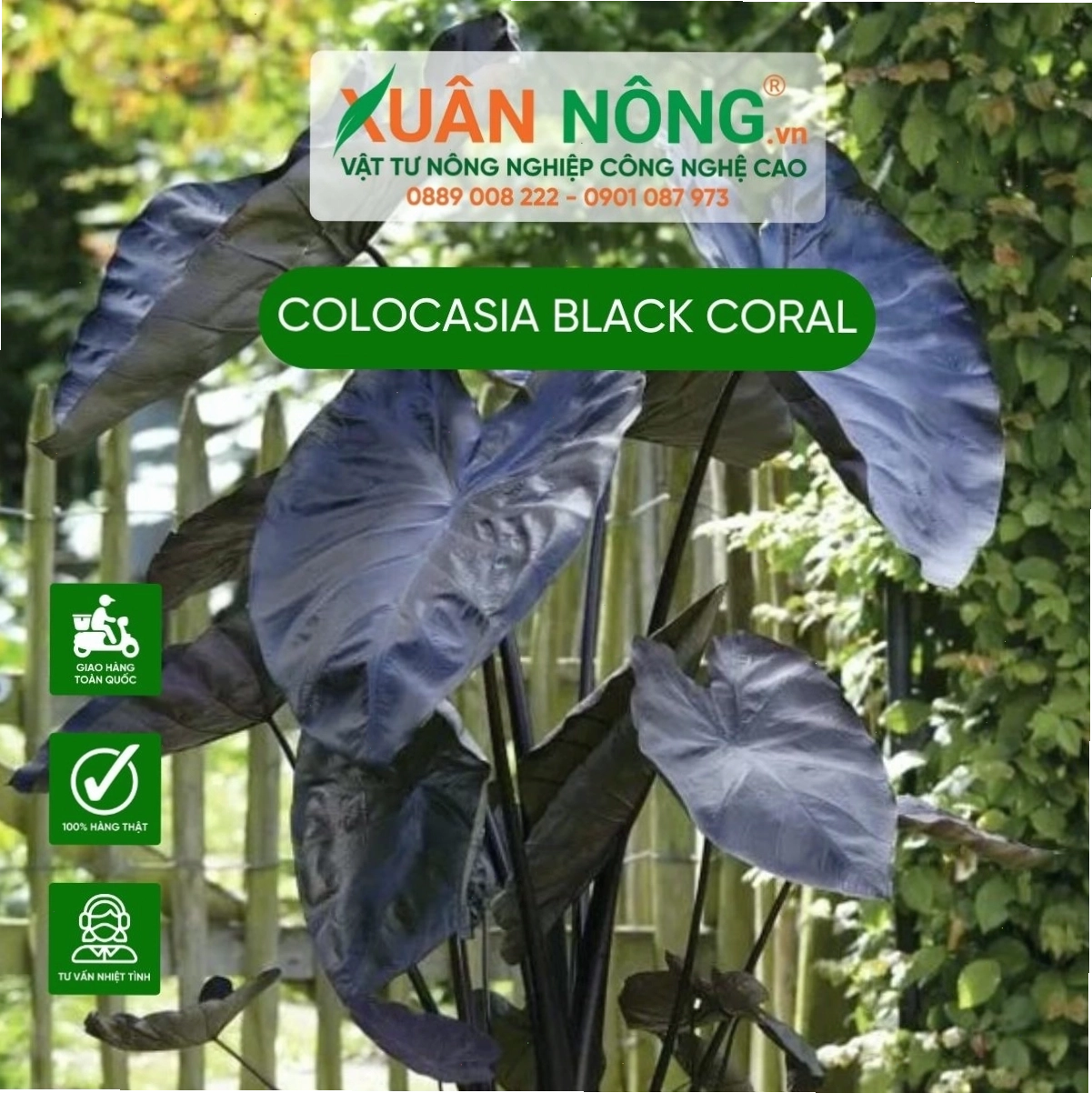 Lá cây Black Coral có màu đen tuyền ấn tượng