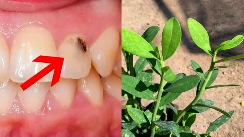 Lá cây thạch anh có tính kháng viêm, kháng khuẩn, thích hợp chữa sâu răng