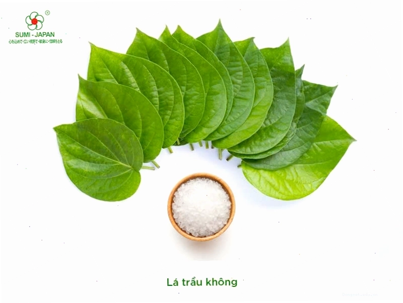 Lá trầu không tươi được sử dụng trong bài thuốc dân gian chữa khò khè cho gà