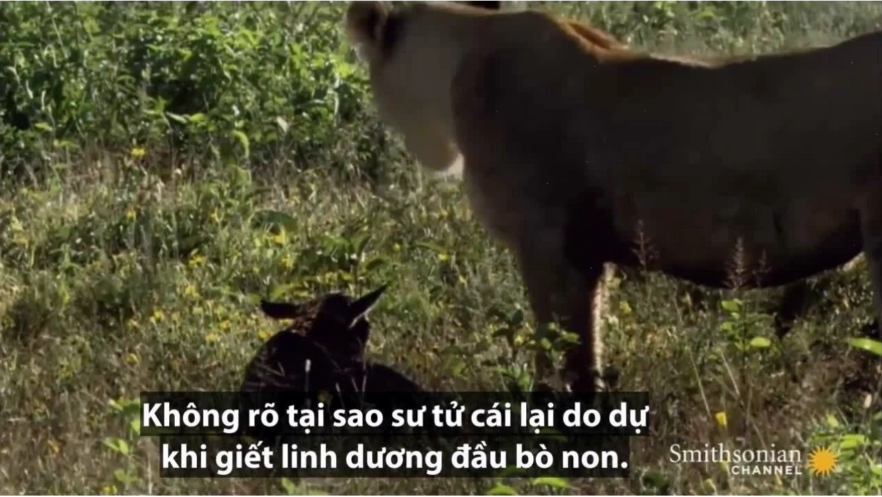 Linh dương đầu bò con có hành vi kỳ lạ khi coi sư tử như mẹ ruột