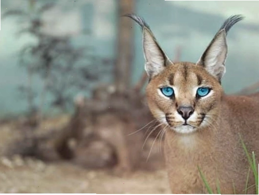 Linh miêu caracal thể hiện sự nhanh nhẹn và uyển chuyển