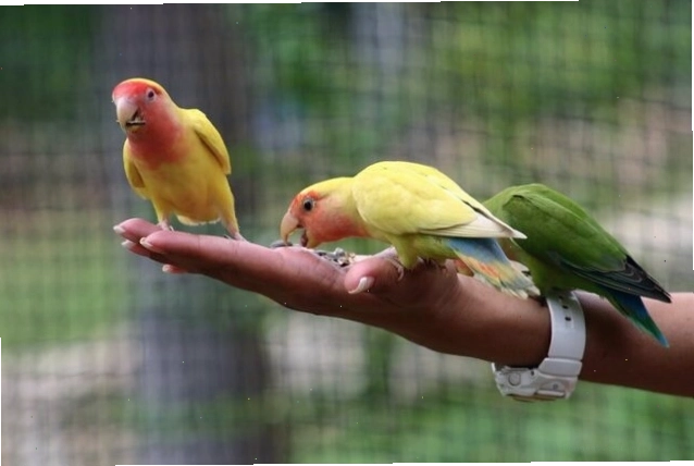 Lồng nuôi vẹt Lovebird cần rộng rãi để chúng vận động