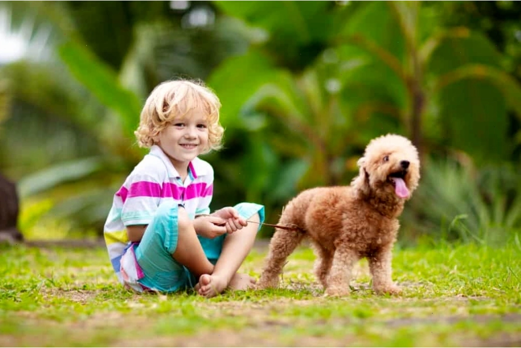 Lưu ý khi nuôi dạy và huấn luyện Poodle