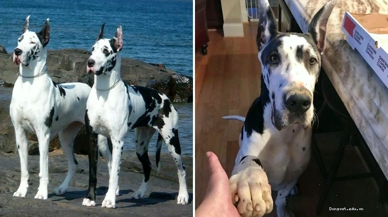 Lý do nên nuôi chó Great Dane