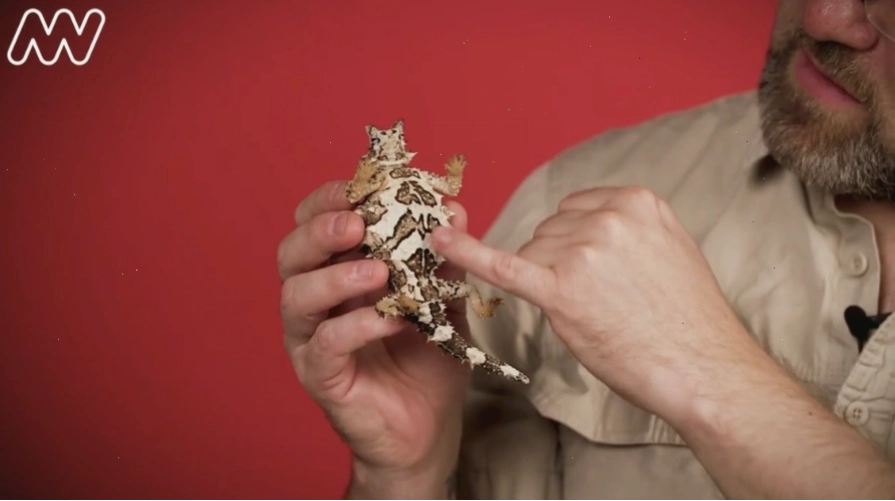 Mặt dưới của một con thằn lằn gai Thorny Devil