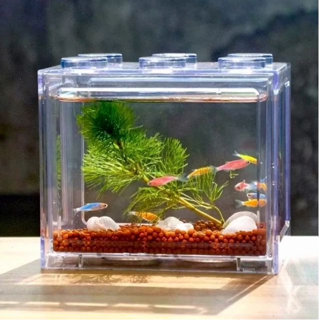 Mẫu bể cá mini để bàn làm việc, mang lại không gian thư giãn