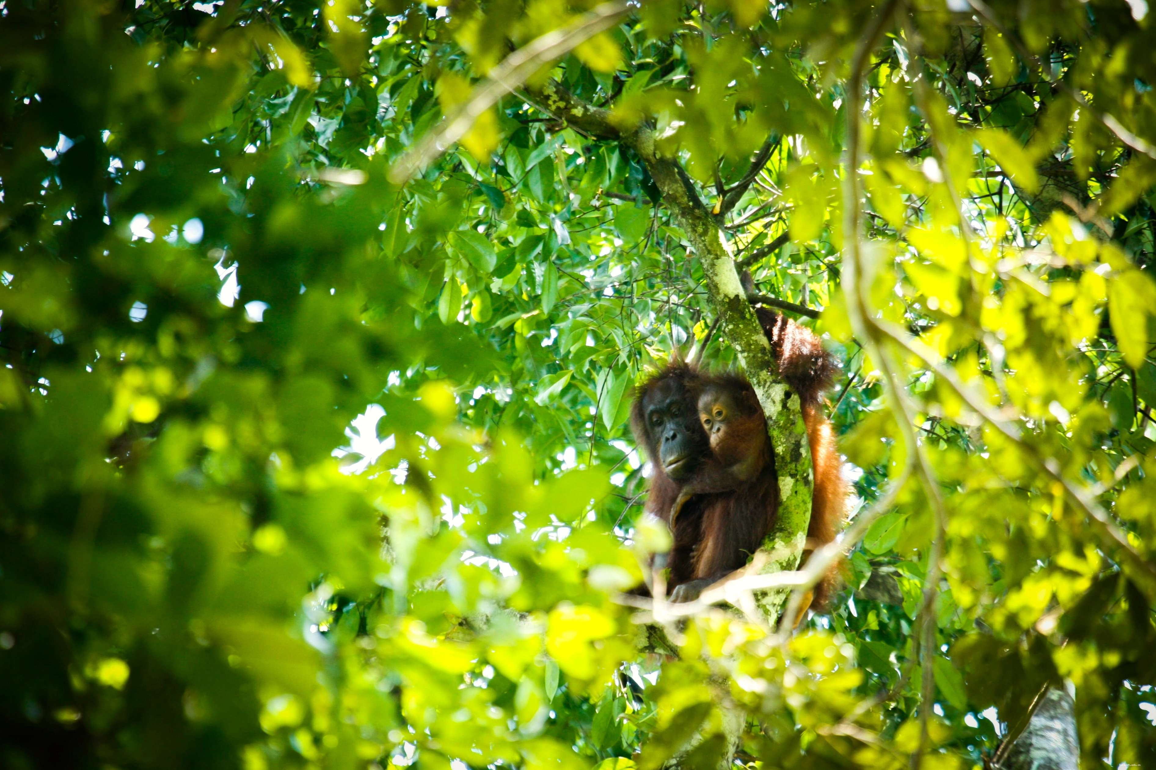 Mẹ và con orangutan được ghi lại trong Khu bảo tồn Rừng Cấp 1 Bukit Piton
