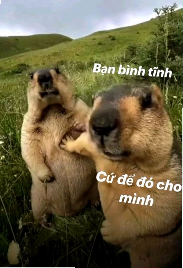 Meme 