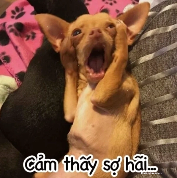 Meme chú chó ôm đầu thể hiện sự bất lực
