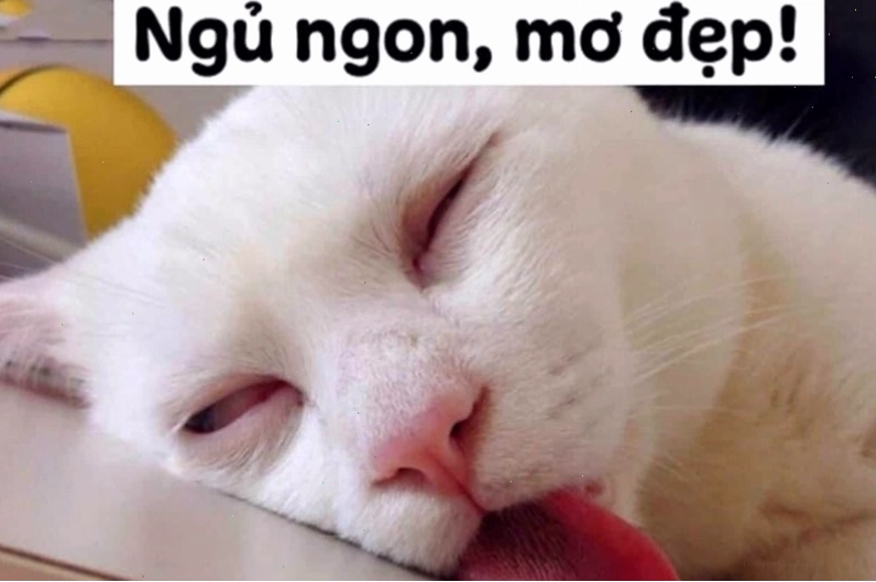 Meme chúc ngủ ngon thể hiện sự mệt mỏi sau một ngày dài