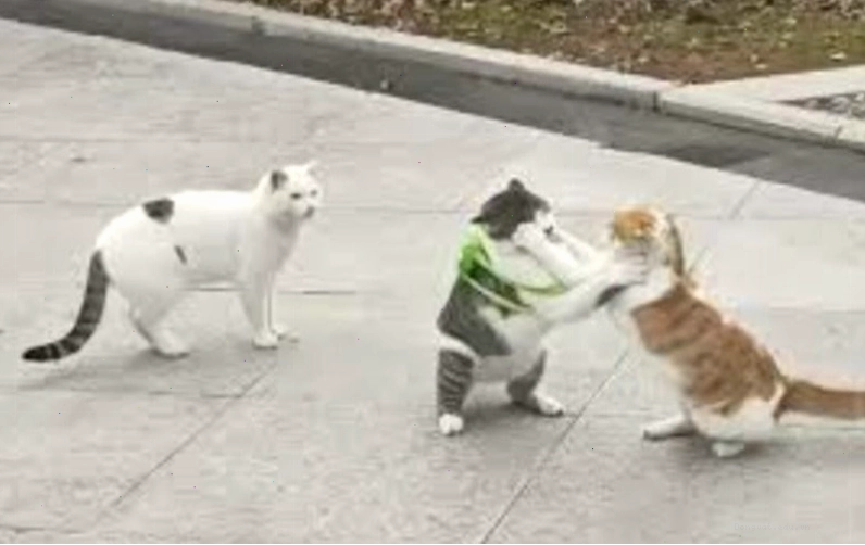 Meme đánh nhau của các loài động vật khác