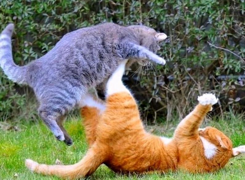 Meme đánh nhau của các nhân vật hoạt hình