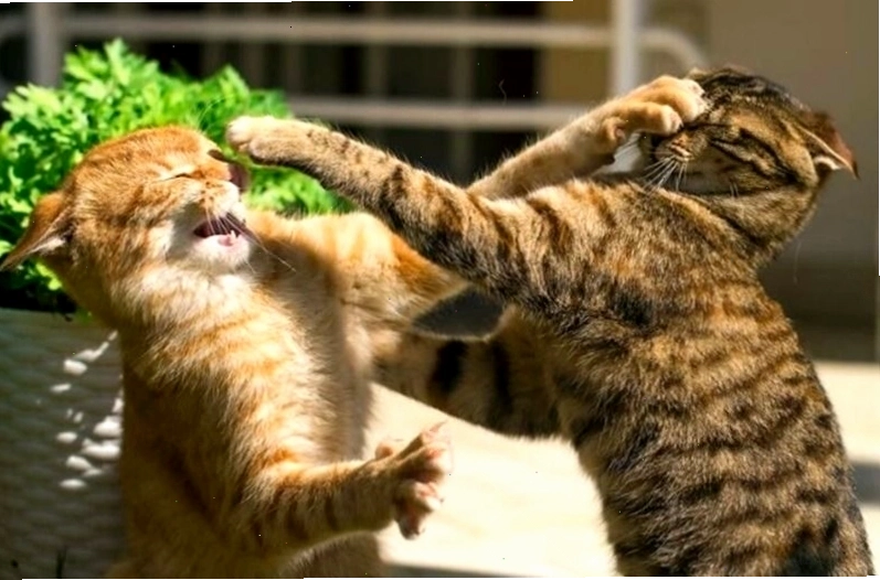 Meme đánh nhau hình ảnh chú chó đang chuẩn bị lao vào