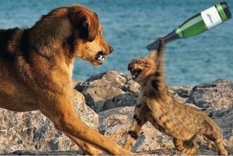 Meme đánh nhau hình ảnh hai chú mèo đang 