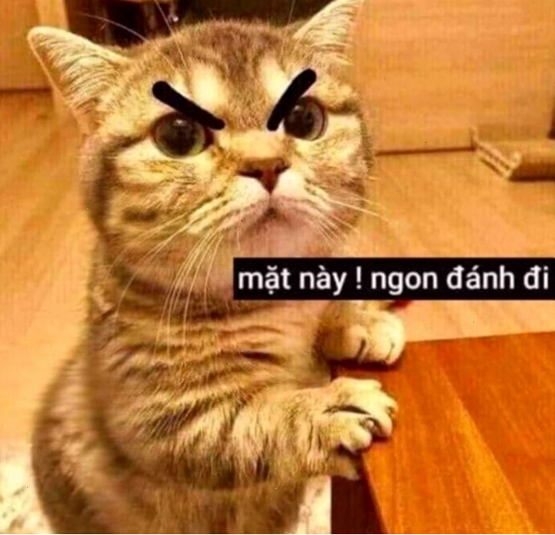 Meme đánh nhau ngộ nghĩnh của động vật