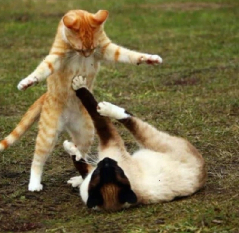 Meme đánh nhau với biểu cảm hài hước của con người