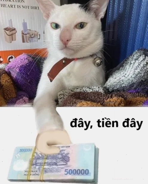 Meme mèo đưa tiền 500k, biểu tượng của sự chia sẻ