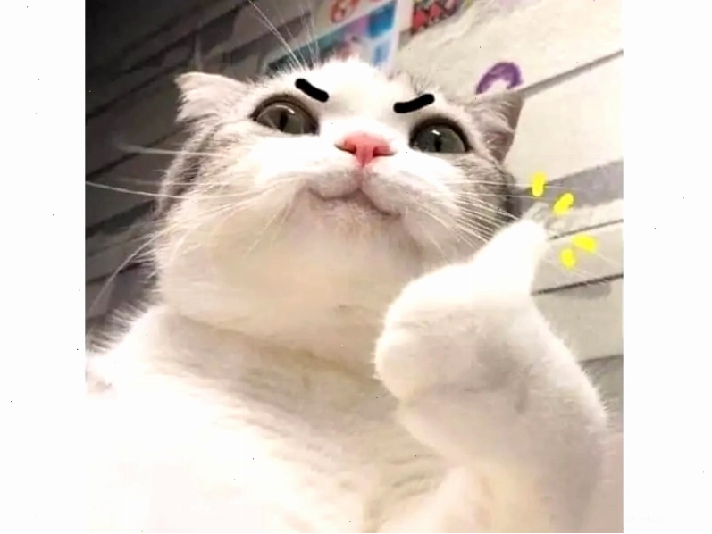 Meme mèo liếc mắt đầy biểu cảm hài hước