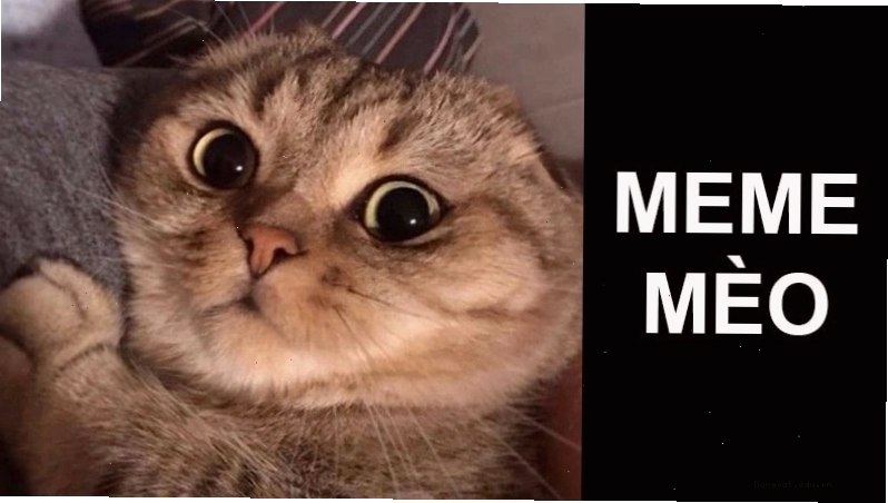 Meme mèo liếc xéo thể hiện sự châm biếm
