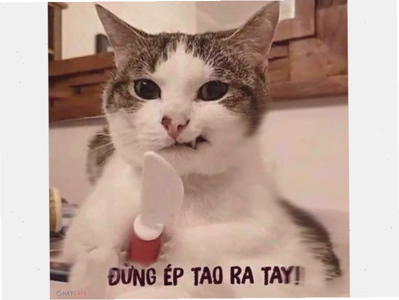Meme mèo ngơ ngác liếc nhìn xung quanh