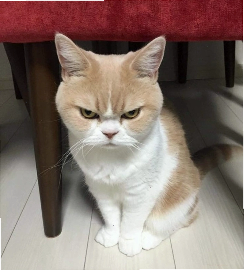 Meme mèo tức giận thể hiện sự khó chịu một cách hài hước