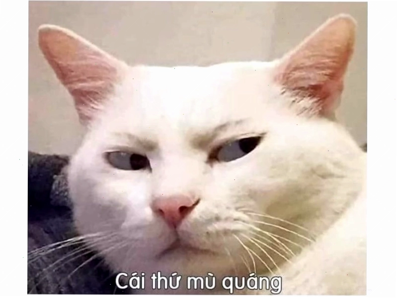 Meme mèo với caption dí dỏm